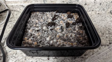Mycelium Porn. Tips for fruiting? : r/shrooms