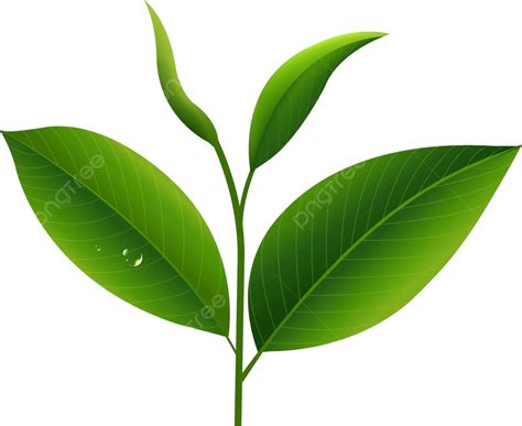 daun teh isolat daun teh vektor ramah lingkungan daun memisahkan png