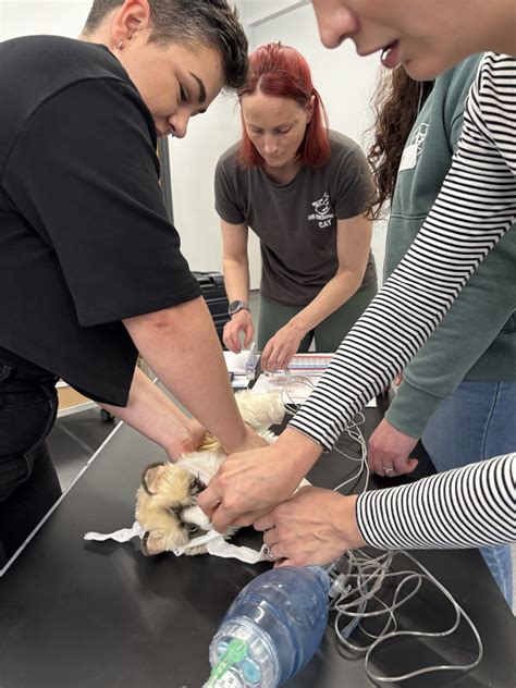 The Vintage RVN CPR Training | CPR courses, Recover Rescuer