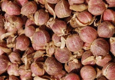 Buah Kapol - Perumperindo.co.id