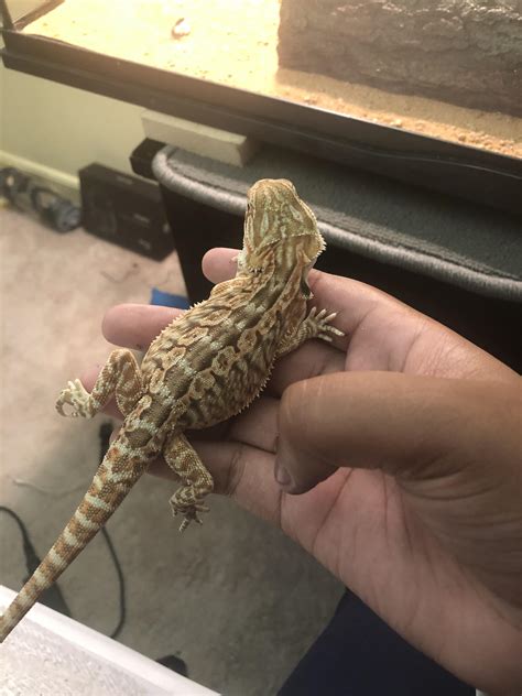 Is my Bearded Dragon overweight? : r/reptiles
