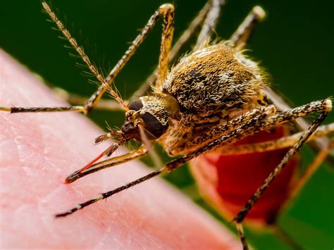 Europe's battle against Aedes mosquitoes: growing threat of mosquito