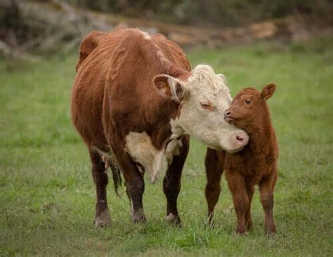 The Word Calf: Etymology and Meaning - My Animals