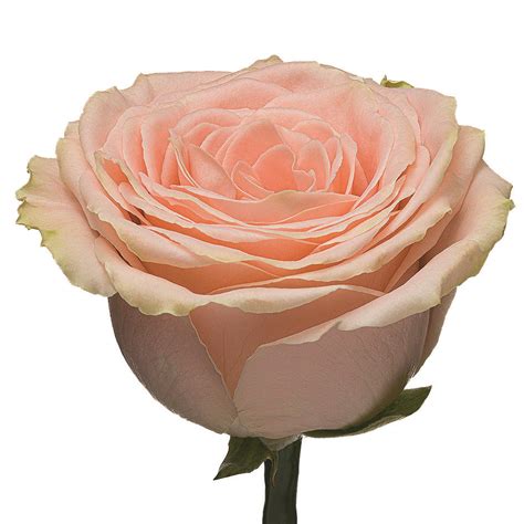 Дорис Дэй - Одноголовые - Каталог роз - Каталог - roseline8.make.inspiro.su