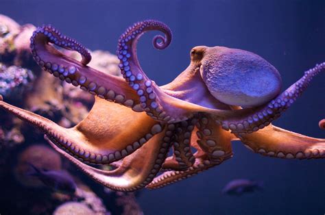 What All Can An Octopus Do?