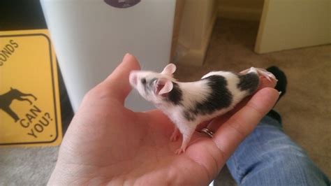 37 best images about fancy mice on Pinterest | Satin, Hamsters and Leon