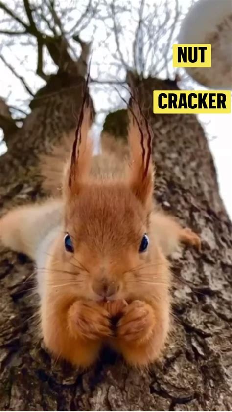 Nut cracker | Komik hayvan, Hayvan fotoğrafçılığı, Hayvan