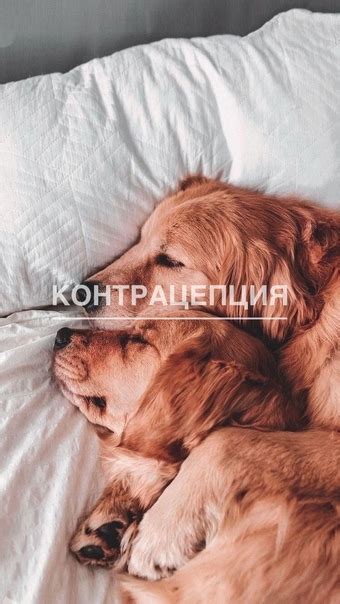 КОНТРАЦЕПЦИЯ КОШЕК И СОБАК Мелатонин (имплант Ferretonin и Dermatonin ...