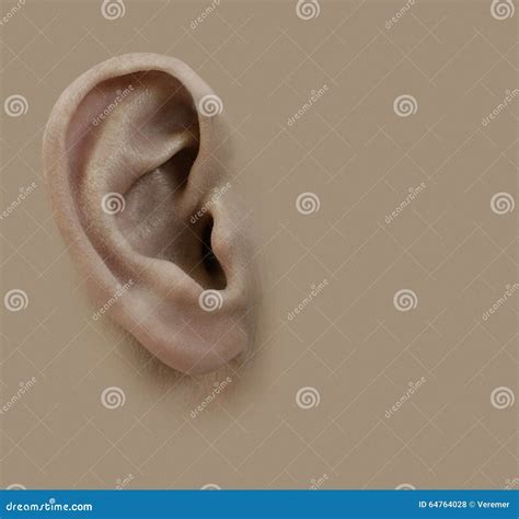 Menschliches Ohr Hintergrund Stockfoto - Bild von sauber, ohrmuschel
