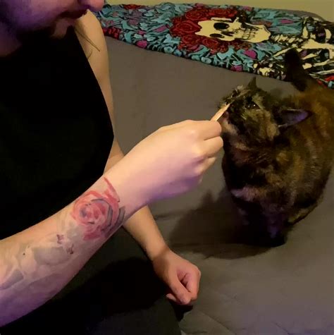 Cat is OBSESSED with Kitty Gogurt | Watch Now - Y8.com