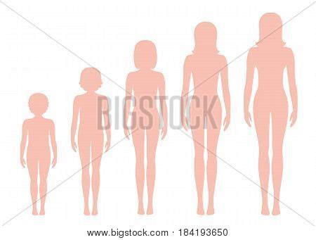 stages human growth development images illustrations vectors stages