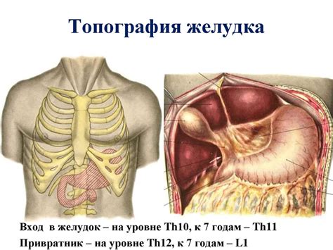 Топографическая анатомия и оперативная хирургия желудка - презентация ...