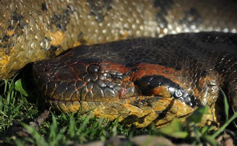 Giant anaconda species found on Waorani Indigenous land in Ecuador