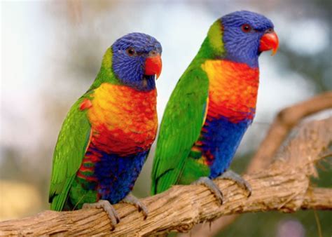 lorikeets       happy chicken coop