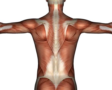 back muscles and bones - ModernHeal.com