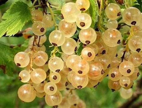 Купить саженцы Смородина белая Версальская в питомнике. Для сорта ...