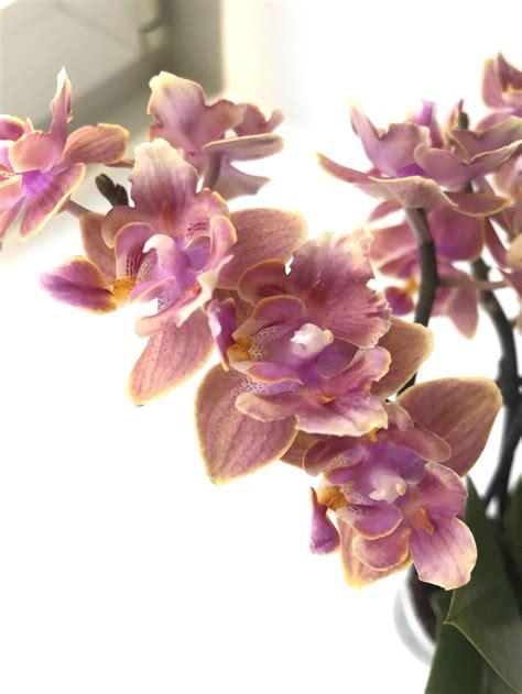 Dasty Belle бабочка phalaenopsis orchid | Орхидеи, Орхидея, Цветы