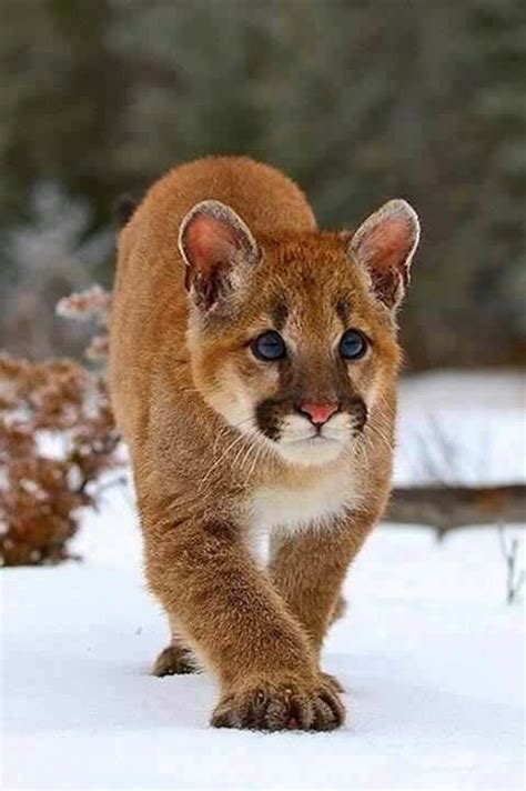 Mountain Lion Cub - Big Cats