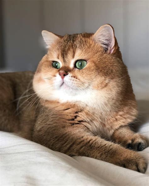 Кошачий plus-size: котики, которым надо бы похудеть, но они итак хороши ...