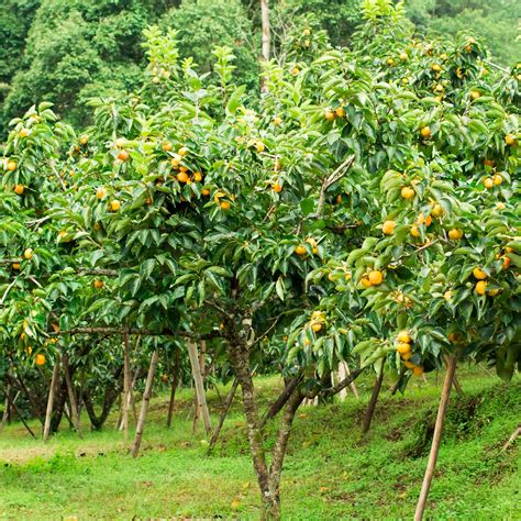 Guide de Plantation de Plaqueminier