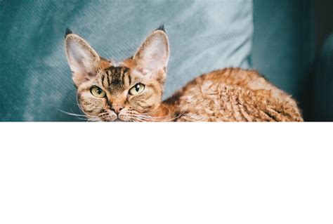 devon rex cat breed profile characteristics care