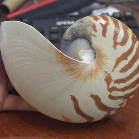 Large Nautilus Shell - Etsy