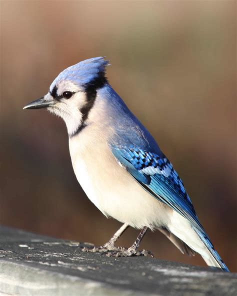 Blue Woodpeckers: Do They Really Exist? - Bird Helpful