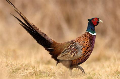Pheasant Hunting Tips