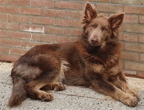 Isabella German Shepherd: Rare Coat Pattern But Great Personality