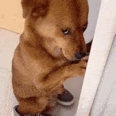 Embarrassed Puppy Gif