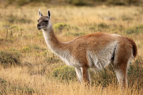 Imágenes de Guanaco | Descarga imágenes gratuitas en Unsplash