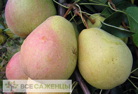 Цена на Груша Велеса - купить саженцы