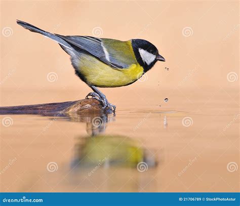 Bird Drinking Water From Artificial Rock. Stock Photography ...