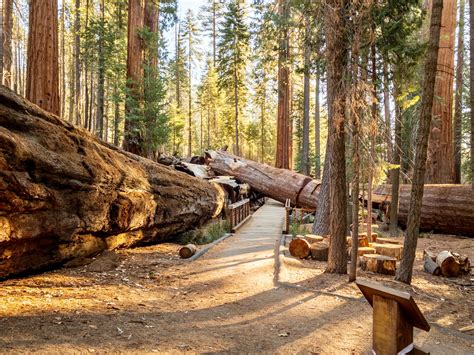 Difference Between Redwood And Sequoia National Parks at Michelle Piper ...