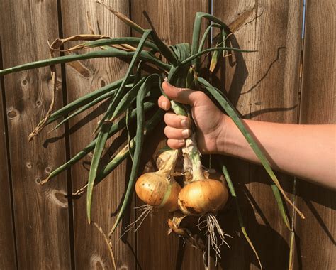 how to harvest onions at home