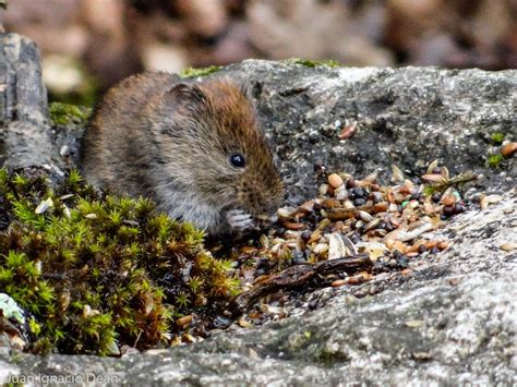 Mamíferos de Navarra: Fotos de topillo rojo, Clethrionomys glareolus