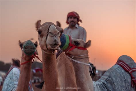 Visiting a Camel Race in Dubai - All Your Questions Answered