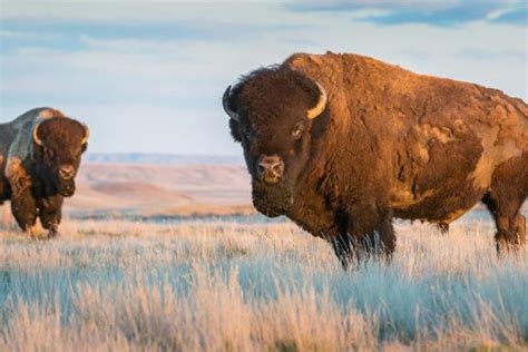 25 ANIMAIS dos ESTADOS UNIDOS - Nomes e fotos!