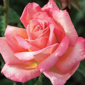 quality rose bush selection  san leandro east bay evergreen nursery