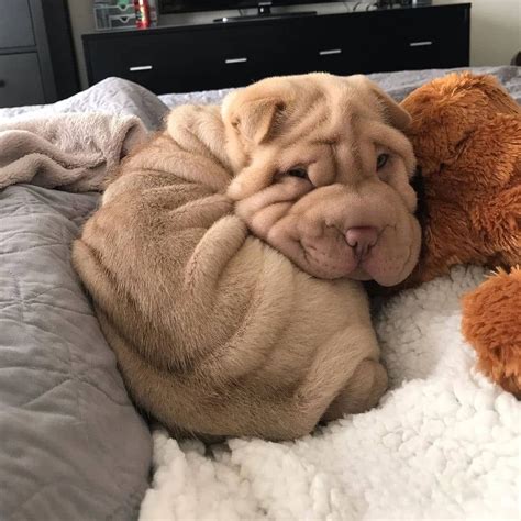 Sharpeis of Instagram on Instagram: "Blown Croissant 🥐 Follow ...