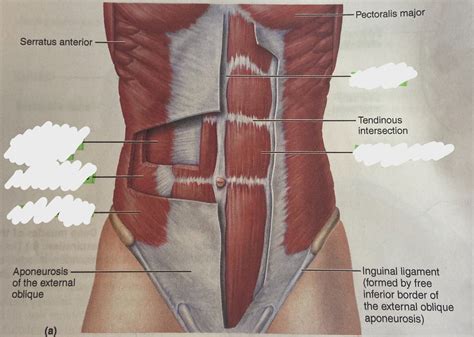 ab muscle diagram labeled  gladys davy blog