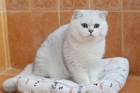 Британська шиншила: опис, характер - PetCare