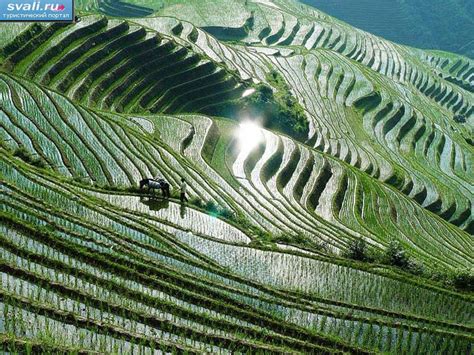 Рисовые террасы, деревня Лунцзи (Longji), Гуйлинь (Guilin), Гуанси ...
