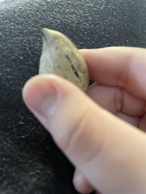 Why dose my pecan look like teardrop : r/bfdi