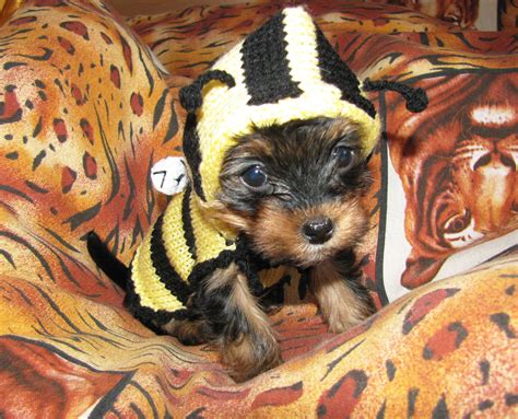 Do Yorkies Need Clothes