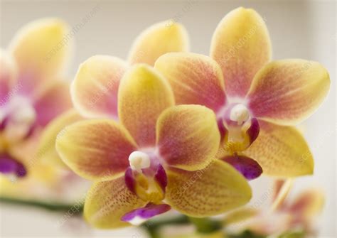Phalaenopsis I-Hsin Venus '1442' orchid - Stock Image - C059/6445 ...
