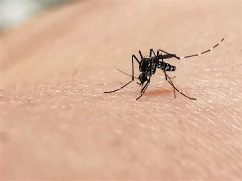 What Every Traveller Should Know About Yellow Fever & Malaria Risks