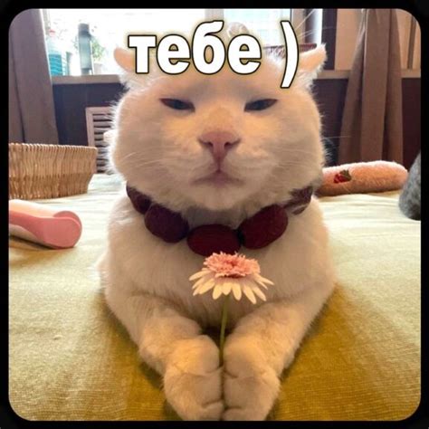 Почему мы используем мемы? — Веб-журналист. Факультет журналистики БГУ