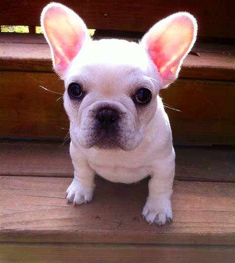 Poetic French Bulldog's Fawn/Cream/White Female Puppy Champ Lines | Bulldog puppies, French