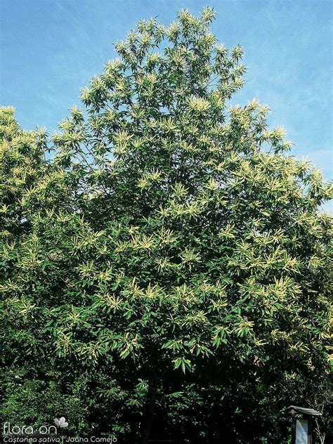 Género Castanea | Flora-On
